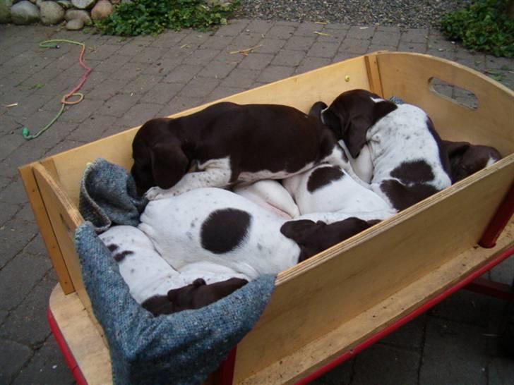 Gammel dansk hønsehund Celine - Her får de en køre tur, og de er faldet i søvn. billede 4