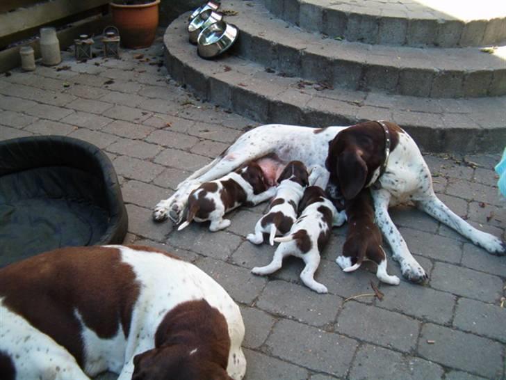 Gammel dansk hønsehund Celine - Så er det spisetid billede 5