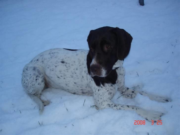 Gammel dansk hønsehund Celine - Celine i snevejr. billede 7