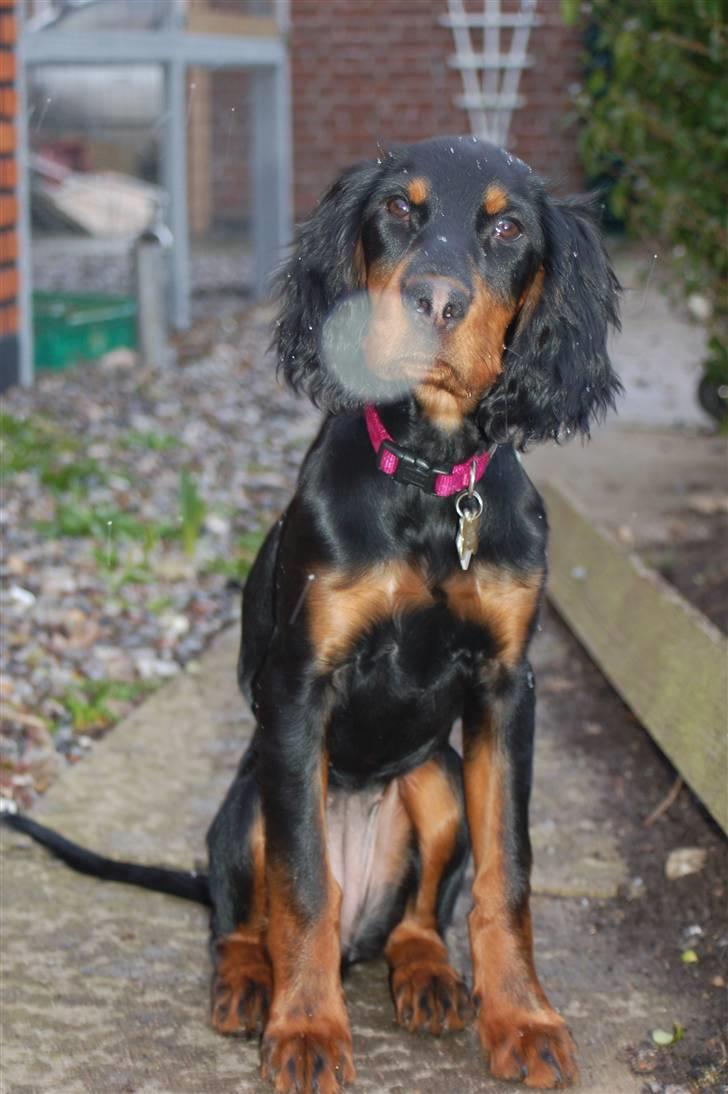 Gordon setter Wøkk´s A.Lajka - Det er svært og holde øje med alle de snefnug billede 16