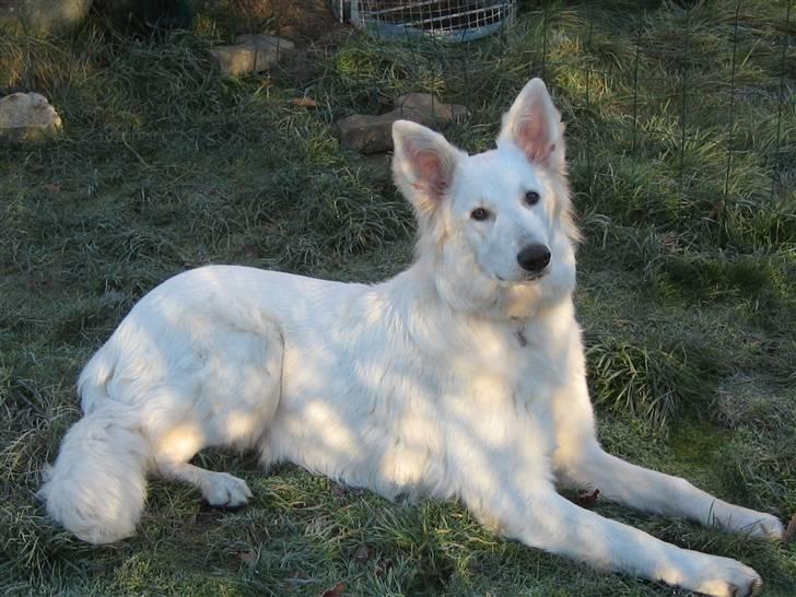 Hvid schæfer Fina - smuk - ikke? billede 1