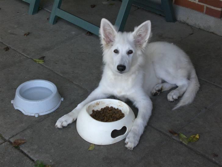 Hvid schæfer Fina - må hellere passe på mit mad  billede 3