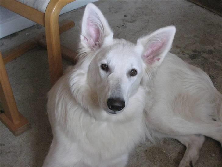 Hvid schæfer Fina - er det nu vi skal ud og gå tur? billede 4