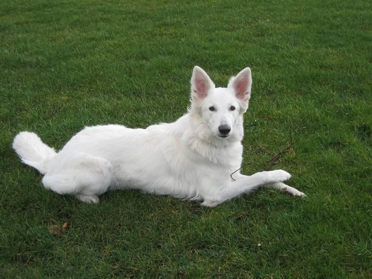 Hvid schæfer Fina - jeg kunne vel godt blive model? billede 5