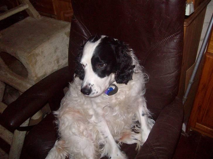 Blanding af racer Basse - Søde Basse  billede 1