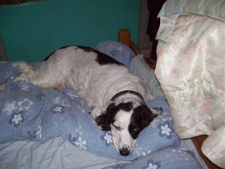 Blanding af racer Basse - Basse er træt og gået i seng billede 2