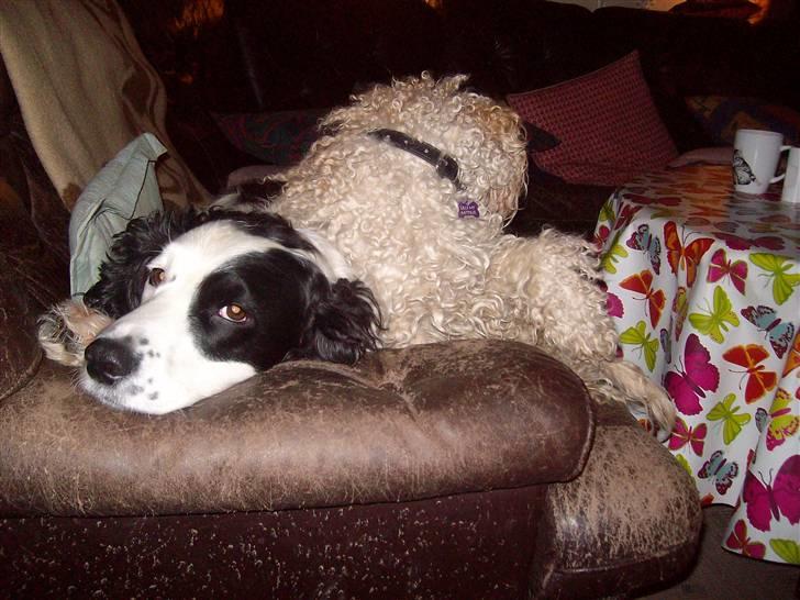 Blanding af racer Basse billede 3