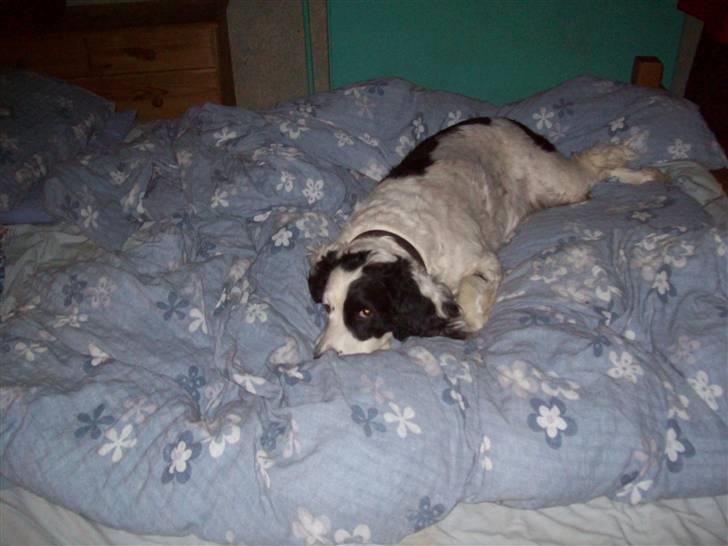 Blanding af racer Basse - Basse sover altid hi hi hi billede 4