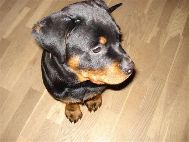Rottweiler Basse - Hvad sker der? Basse 15 uger. billede 9