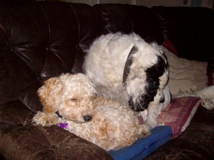 Blanding af racer Basse - slapper i lænestol billede 5