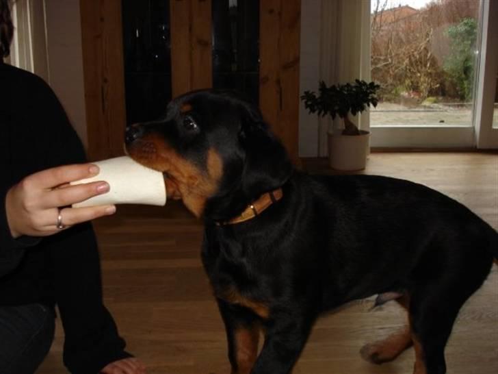 Rottweiler Basse - Haps, 15 uger. billede 10