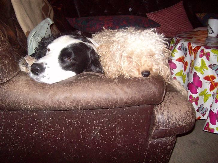 Blanding af racer Basse billede 6