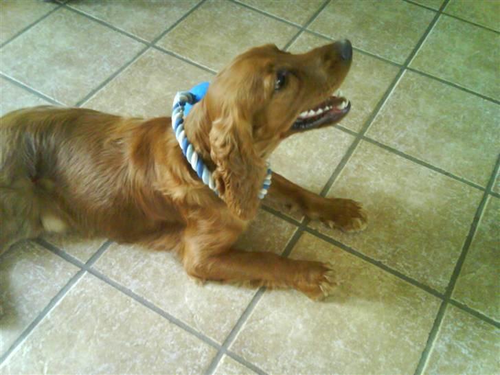 Cocker spaniel Teddy - Hmm hvad er det du har puttet rundt om halsen på mig?? billede 8