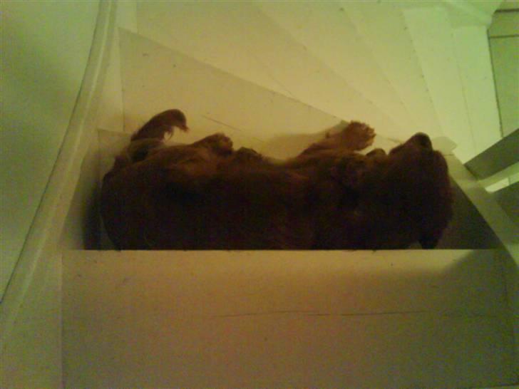 Cocker spaniel Teddy - jeg tager lige en morfar på trappen:) billede 9