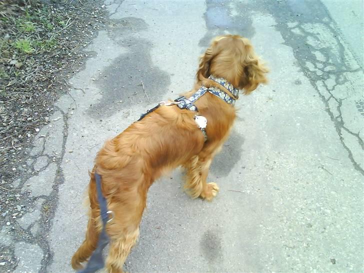 Cocker spaniel Teddy - teddy der er ude og gå tur da vi næsten lige havde fået ham.. billede 10