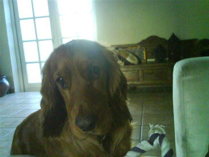 Cocker spaniel Teddy - Orhh vil du ikke nok nusse mig:¤) billede 12