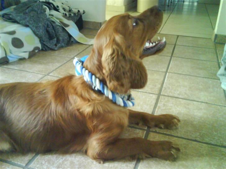 Cocker spaniel Teddy - Det er hårdt at lege ta fat:) billede 13