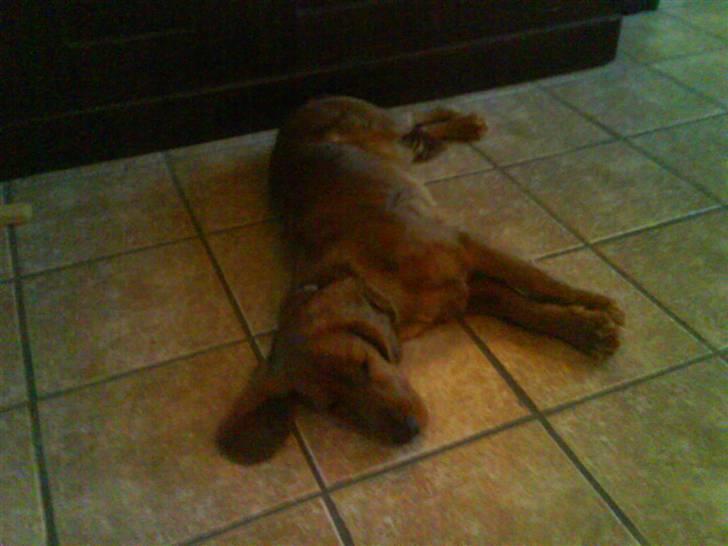 Cocker spaniel Teddy - nej hvor er det hårdt at være mig8( billede 15