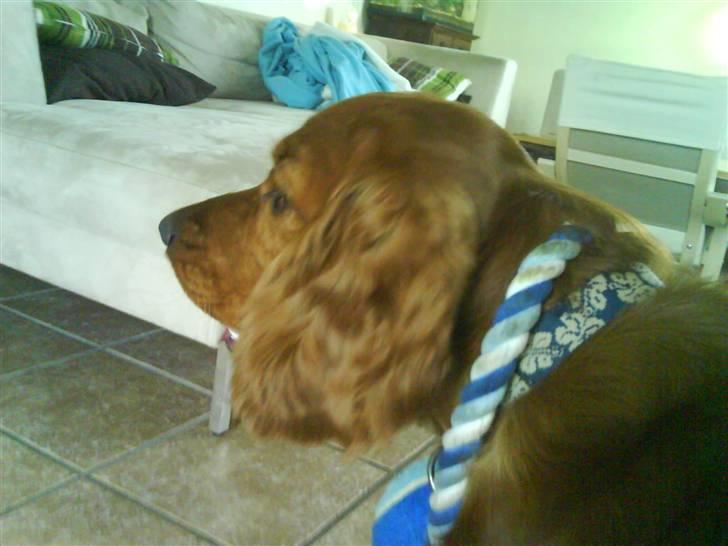 Cocker spaniel Teddy - hvar er det der er der over?? billede 16