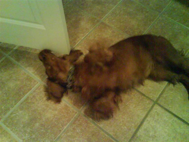 Cocker spaniel Teddy - UHH det klør!! billede 17