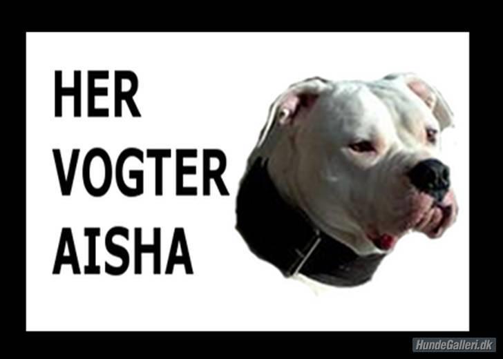 Amerikansk bulldog Aisha billede 16