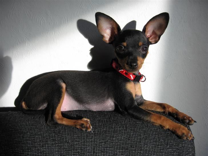 Prazsky krysarik Smilla billede 1