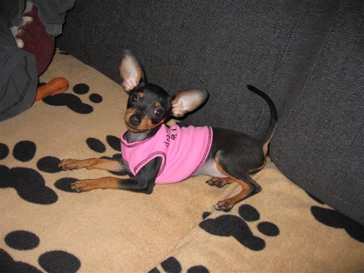 Prazsky krysarik Smilla billede 2