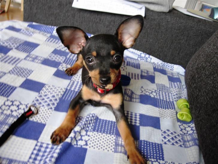 Prazsky krysarik Smilla billede 3