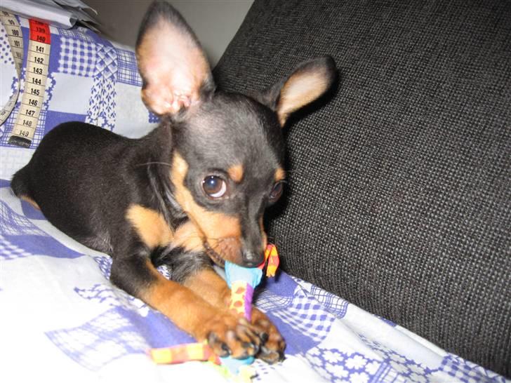 Prazsky krysarik Smilla billede 4