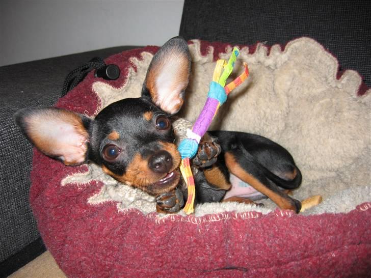 Prazsky krysarik Smilla billede 5