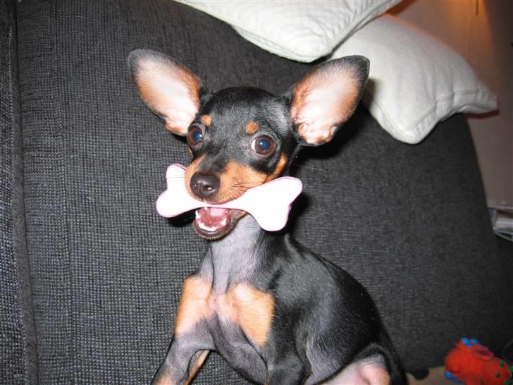 Prazsky krysarik Smilla billede 6