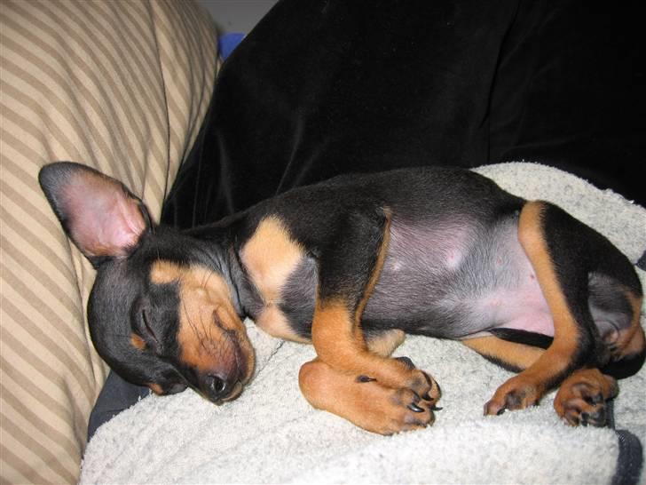 Prazsky krysarik Smilla billede 7