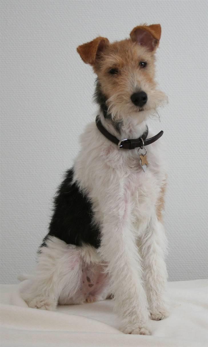 Ruhåret foxterrier "Tippe" - Ny trimmet skøøønt billede 12