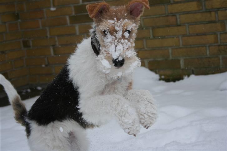 Ruhåret foxterrier "Tippe" - Herligt der endelig kom sne..!! billede 13