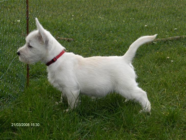 West highland white terrier KIKI - katten er lige på den anden side af hegnet billede 1