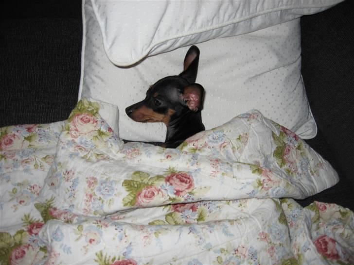 Prazsky krysarik Smilla billede 8