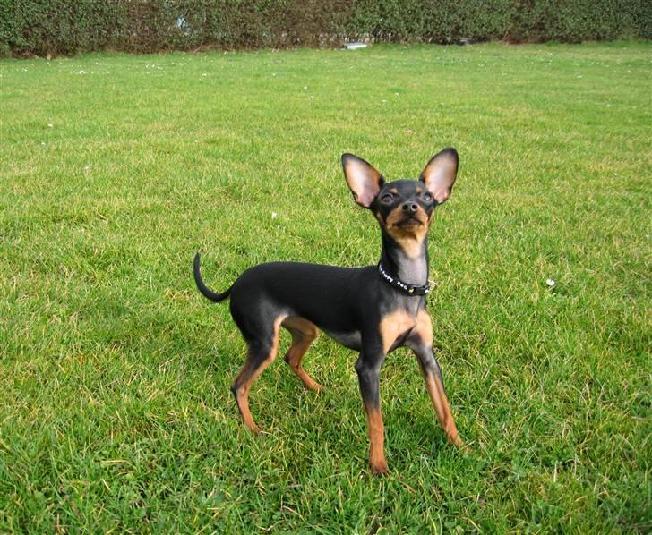 Prazsky krysarik Smilla billede 9