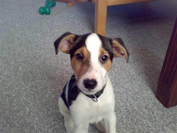 Jack russell terrier Enzo - Se hvor jeg sidder pænt  billede 5