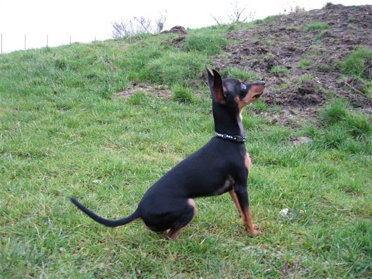 Prazsky krysarik Smilla billede 10