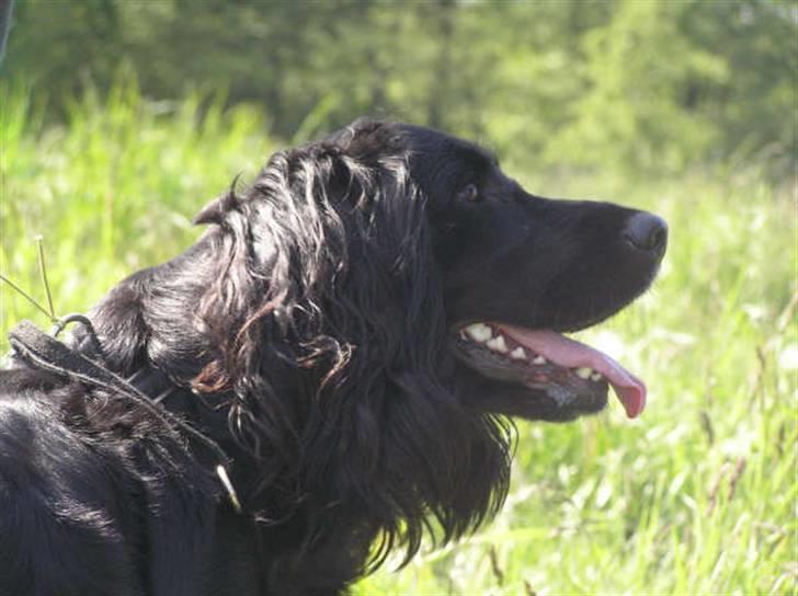 Blanding af racer Zenta billede 1