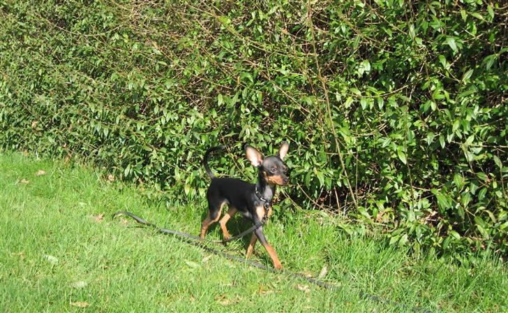 Prazsky krysarik Smilla billede 11