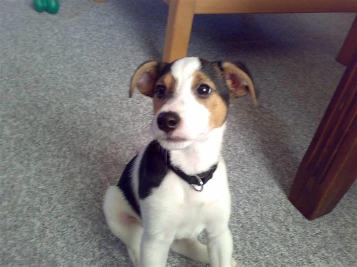 Jack russell terrier Enzo - Nu bliver jeg lidt utålmodig billede 6