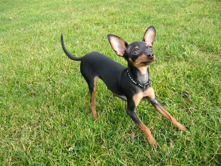 Prazsky krysarik Smilla billede 12