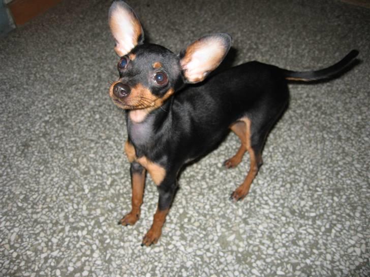 Prazsky krysarik Smilla billede 13