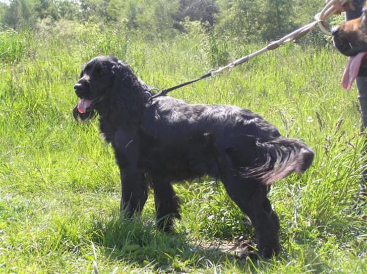 Blanding af racer Zenta billede 2