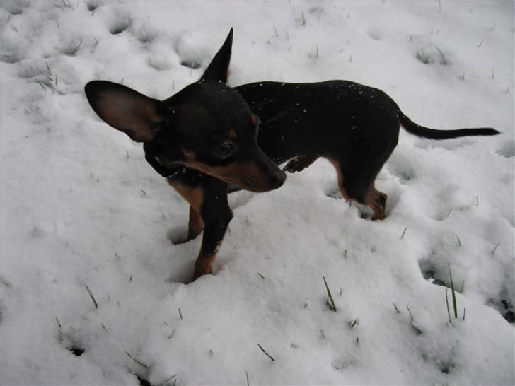 Prazsky krysarik Smilla billede 14