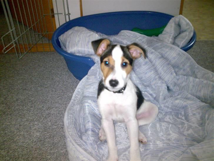 Jack russell terrier Enzo - Se alle sammen det er min elskede kurv billede 7