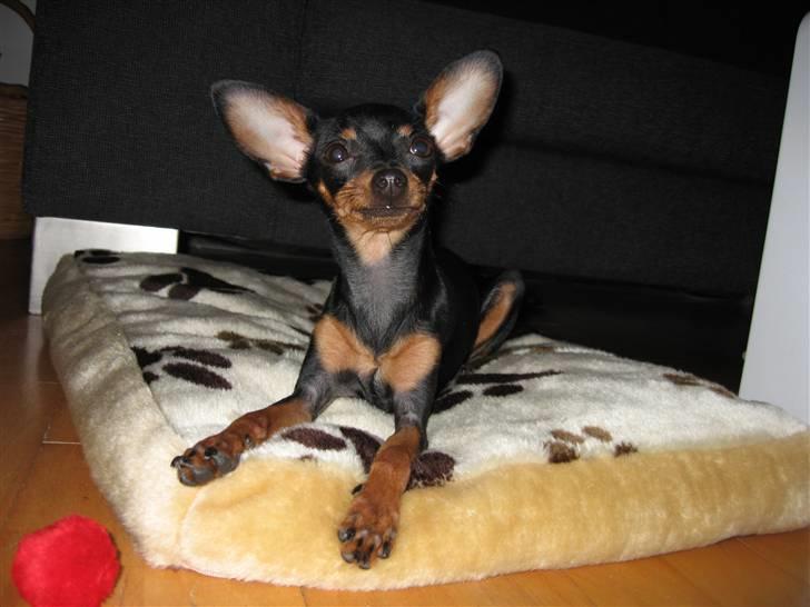 Prazsky krysarik Smilla billede 15