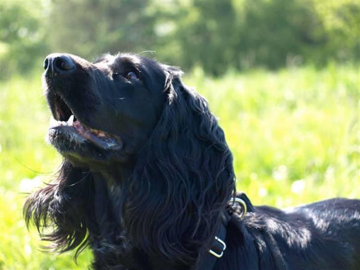 Blanding af racer Zenta billede 3