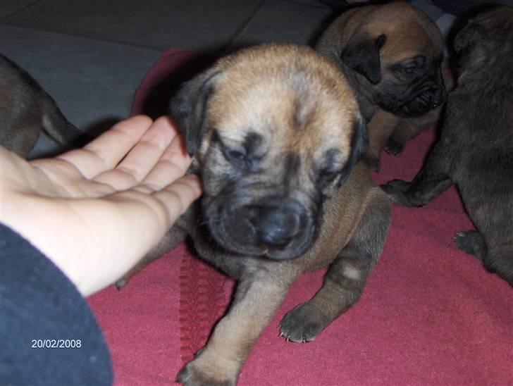 Boerboel Boelsplaas Nala - Nala 3 uger gammel, første gang vi ser dig.... billede 8